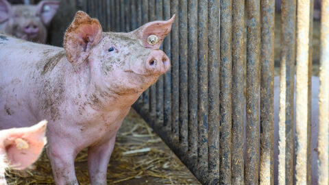 Wetterau, Ministerpräsident