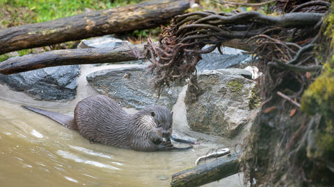 Ministerpräsident Boris Rhein hat den Tiergarten Weilburg besucht und sich dort u.a. über das Angebot des Wildparks informiert.