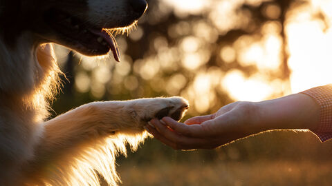 Links im Bild ein Hund, der die Pfote ausstreckt, rechts eine Hand, die dem Hund gereicht wird. Im Hintergrund geht die Sonne zwischen Bäumen unter.