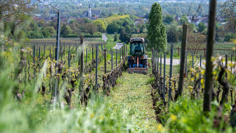 Traktor von hinten auf Weinberg.